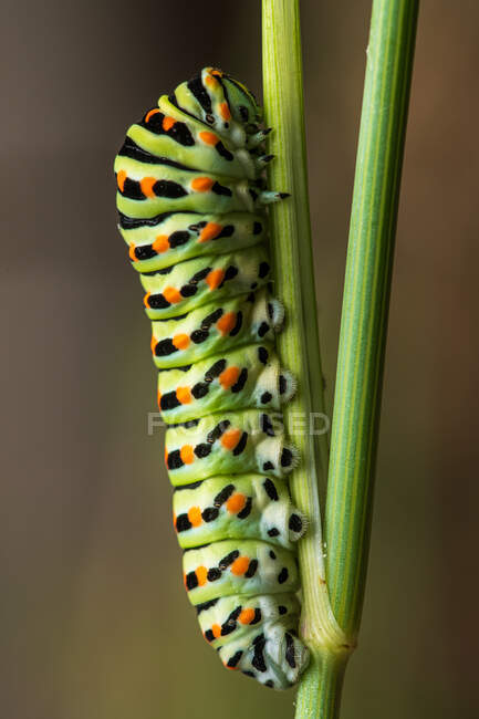 Primer plano de la mariposa cola de golondrina Papilio machaon trepando por una rama - foto de stock