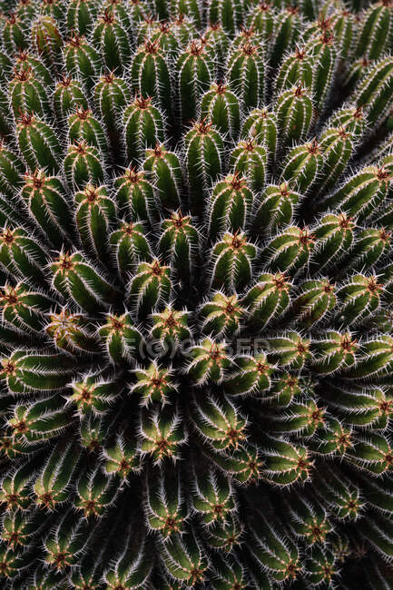 Cactus Echinopsis pachanoi vert grand angle avec des aiguillons pointus poussant sur la plantation à la lumière du jour — Photo de stock