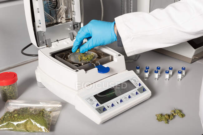 Анонімний біолог в рукавичці вносить сушені бруньки квітів марихуани на сковороду пристрою вимірювання вологи в лабораторії — стокове фото
