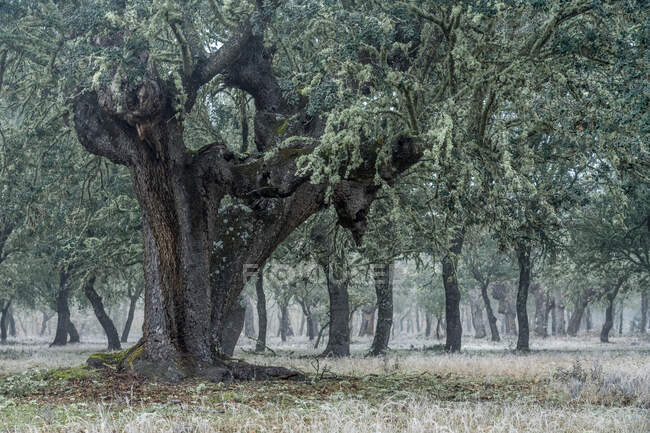 Antica foresta di lecci (Quercus ilex) in una giornata nebbiosa con alberi centenari, Zamora, Spagna. — Foto stock
