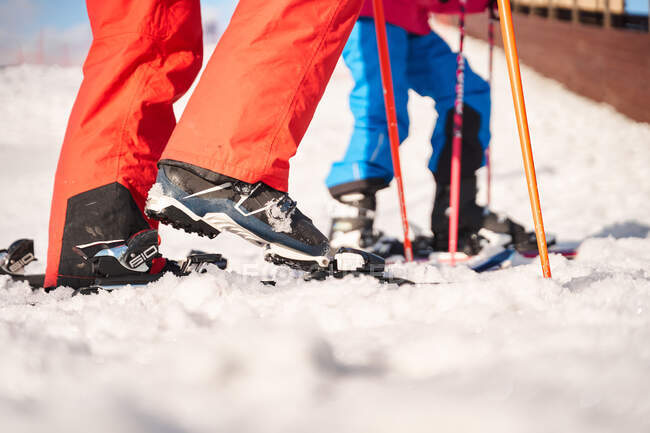Side view crop anonymous skiers in warm sportswear putting on skis while standing on snowy ground in winter countryside — Stock Photo