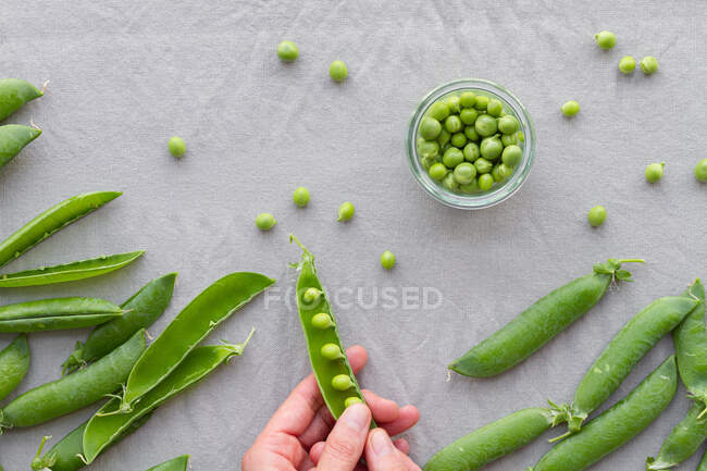 Von oben zugeschnittene unkenntliche Hände, die grüne Erbsenschoten auf dem heimischen Tisch schälen — Stockfoto