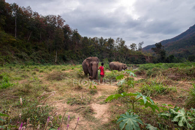 Vue arrière d'une personne ethnique méconnaissable caressant des éléphants sur terre avec des plantes contre des crêtes sous un ciel nuageux en Thaïlande — Photo de stock