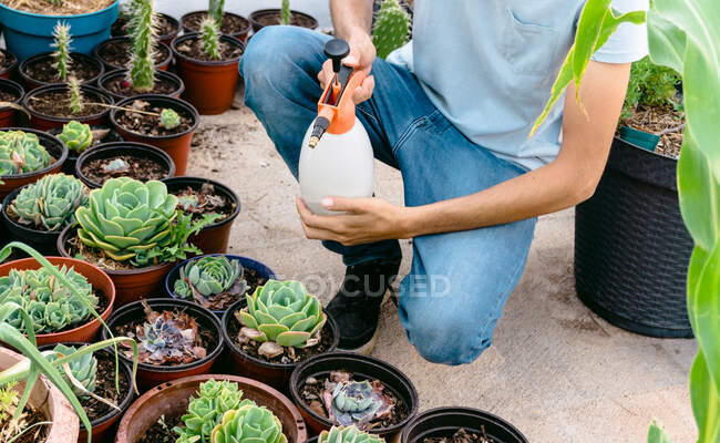 Cropped unrecognizable male gardener in casual clothes spraying potted lush plants while hunkering down in courtyard — Stock Photo