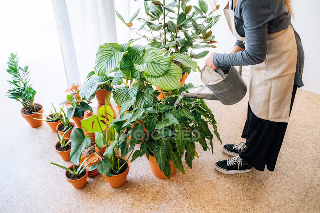Crop unrecognizable young female gardener in casual clothes and apron watering big fresh leaves of exotic prayer potted plant during work in flower shop — Stock Photo