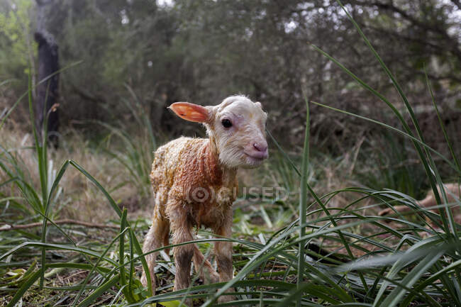 Largura completa lindo corderito recién nacido con piel sucia húmeda de pie en pastizales verdes en el corral - foto de stock