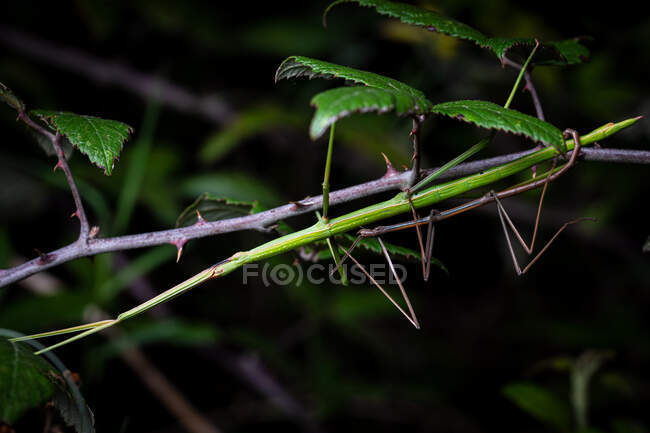 Copulación de la pareja de insectos palo Bacillus rossius en el arbusto espinoso durante la noche - foto de stock