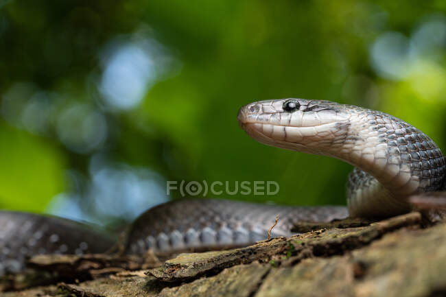 Retrato Aesculapian serpente Zamenis longissimus com melanismo parcial na natureza — Fotografia de Stock