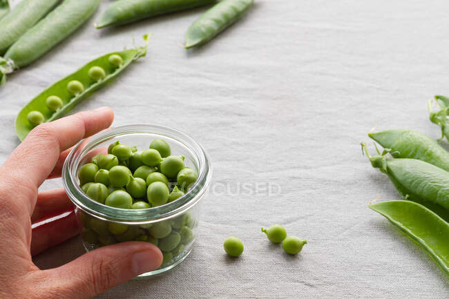 De arriba de las manos cortadas irreconocibles persona pelando vainas de guisantes verdes en la mesa en casa - foto de stock