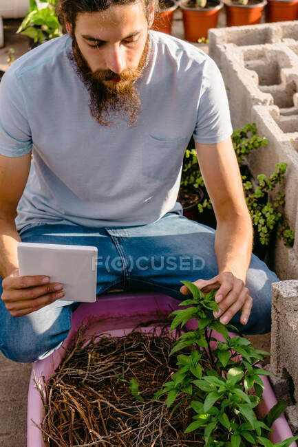 Cultivo focado jardineiro masculino assistindo tutorial em tablet enquanto plantio de mudas no jardim no dia ensolarado — Fotografia de Stock