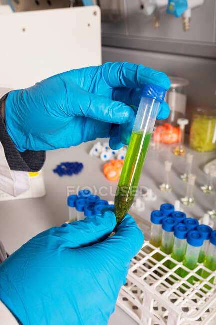 Científico anónimo de cultivos en guantes estériles que muestra tubo de muestra con extracto de cannabis para su análisis en laboratorio - foto de stock
