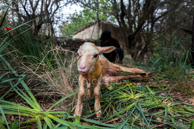 Полная длина милый маленький новорожденный ягненок с мокрым грязным мехом, стоящий на зеленых лугах на фермерском дворе — стоковое фото
