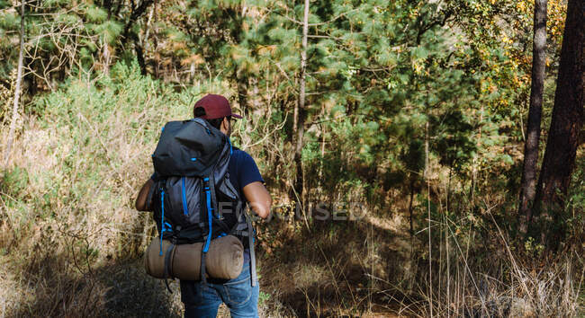 Back view of anonymous male backpacker in cap walking among trees and plants in woods in sunny day — Stock Photo