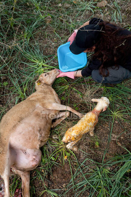 Dall'alto di veterinario femminile irriconoscibile che aiuta le pecore adorabili a bere acqua dopo il parto in natura — Foto stock