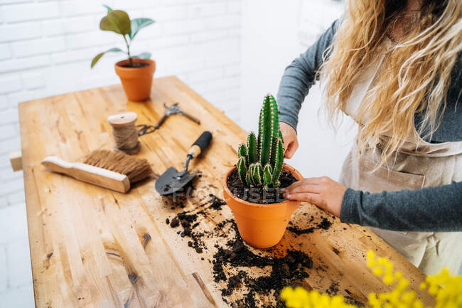 Crop unrecognizable female florist in apron using brush and shovel while planting cactus in pot standing at wooden table in flower shop — Stock Photo