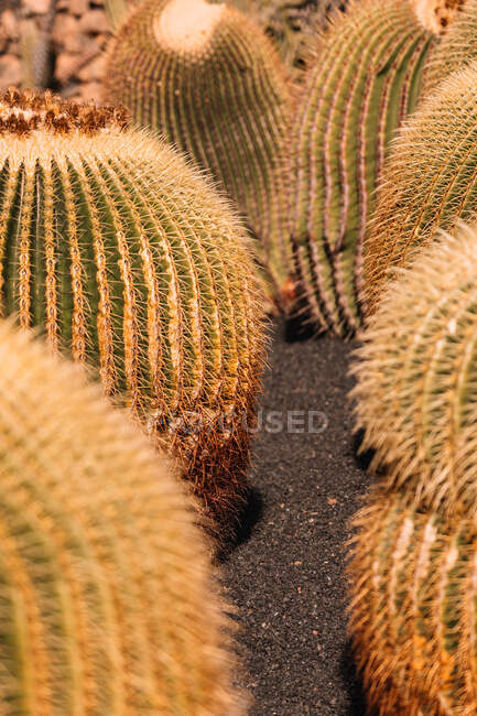 Plantación de grandes Echinocacti redondos que crecen en pocas filas en suelo negro - foto de stock