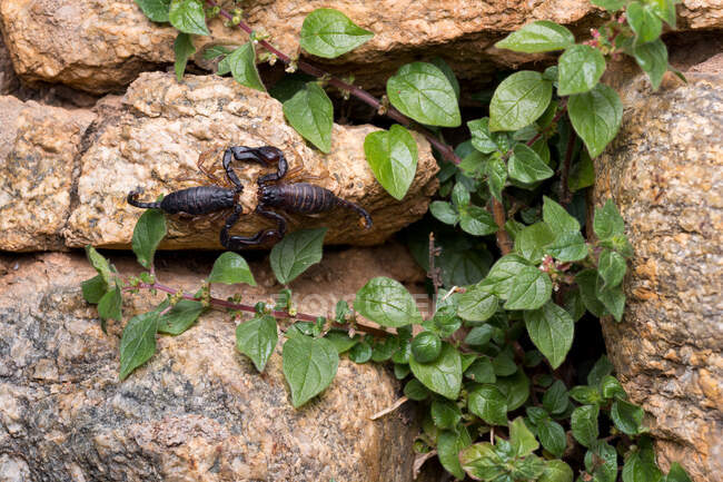 Пара ароматов Euscorpius flavicaudis, европейский желтохвостый скорпион, размножающийся. — стоковое фото