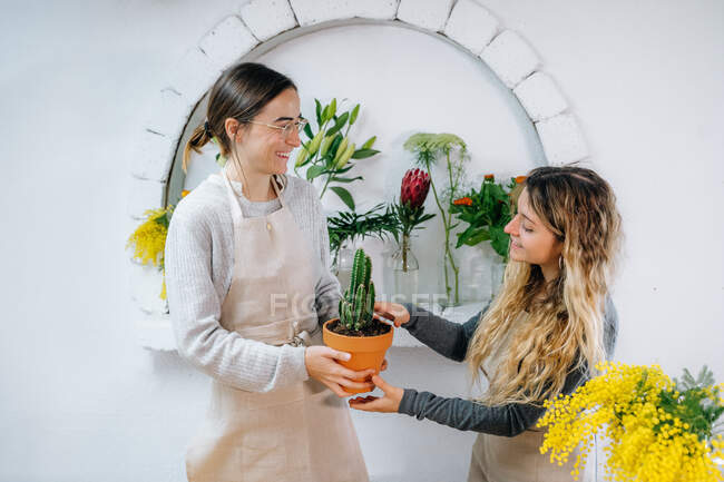 Happy young female colleagues in casual clothes and aprons smiling while planting cactus together in pot standing at wooden table in flower shop — Stock Photo