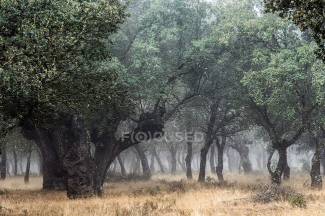Стародавній дубовий ліс (Quercus ilex) у туманний день з столітніми деревами (Самора, Іспанія).. — стокове фото