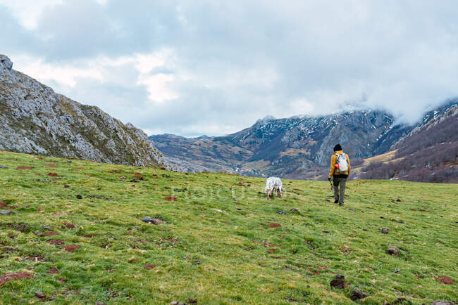 Vista posteriore del turista anonimo con zaino passeggiando su erba verde con cane durante le escursioni in vette d'Europa in Spagna — Foto stock
