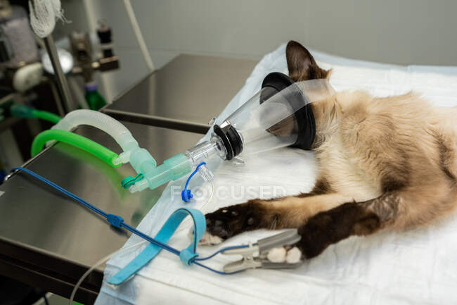 Gato esponjoso con pata en medidor de oxígeno en la sangre acostado en la mesa médica después de la operación en la clínica - foto de stock
