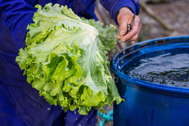 Обрізаний невпізнаваний фермер, що миє свіжий стебло салату на синьому відрі з водою на полі в сільській місцевості — стокове фото