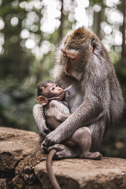 Madre mono amamantando a bebé adorable en valla pedregosa en bosque de monos tropicales en Indonesia - foto de stock
