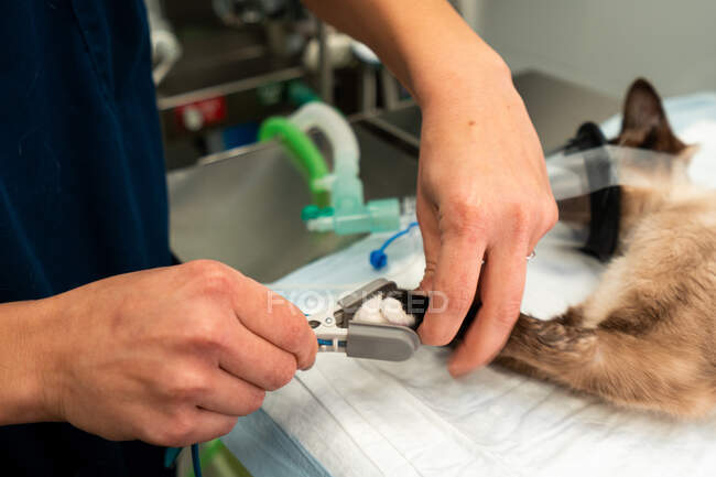 Crop veterinario irriconoscibile misurazione polso di gatto con contatore di ossigeno nel sangue durante il funzionamento in clinica — Foto stock