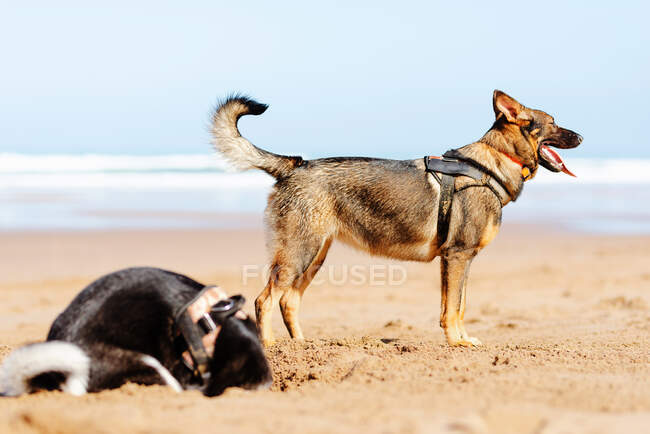 Немецкая овчарка с языком на песчаном берегу между собакой и морем под голубым небом — стоковое фото
