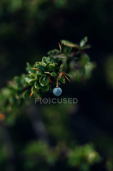 Purple blue barberry hanging on green bush growing in lush woods after rain at daytime — Stock Photo