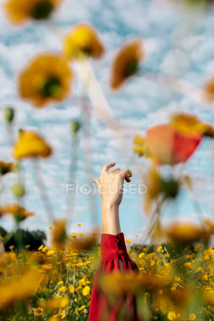 Coltivazione femmina irriconoscibile con braccio sollevato tra i fiori gialli in fiore sul prato in campagna sotto cielo nuvoloso — Foto stock