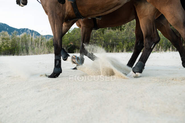 Засеянные каштановые лошади с поводьями идут по песчаному пляжу против зеленой горы — стоковое фото