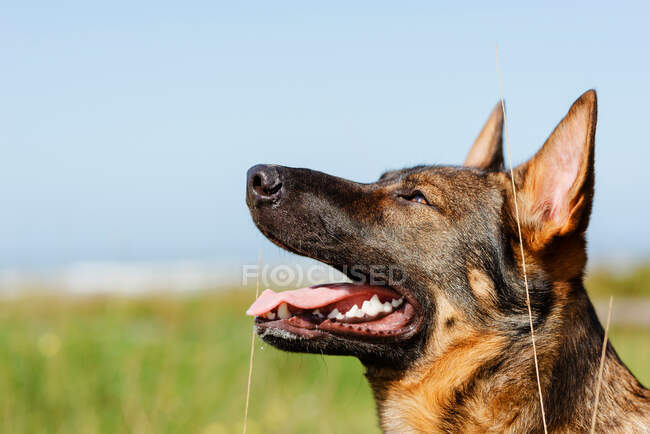 Adorable perro de raza pura con la boca abierta y piel esponjosa mirando hacia arriba en el prado bajo el cielo azul - foto de stock