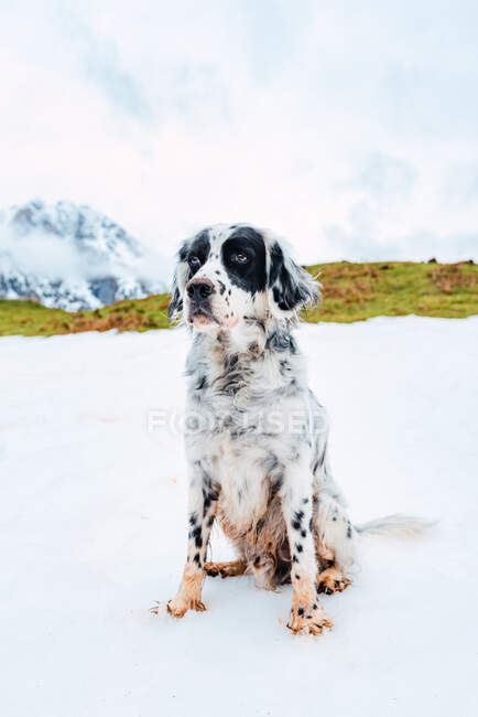Obediente inglés Setter sentado en la nieve contra las montañas nevadas de Picos de Europa en las nubes y mirando hacia otro lado - foto de stock