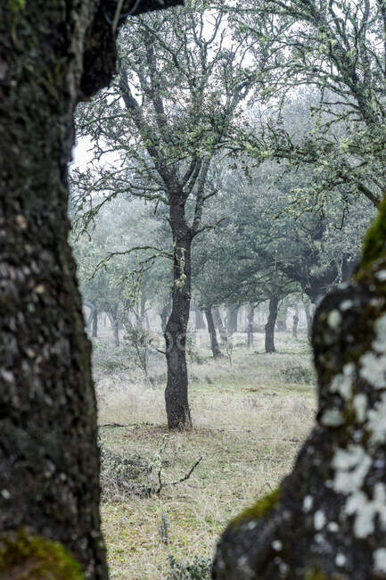 Ancienne forêt de chênes verts (Quercus ilex) dans une journée brumeuse avec des arbres centenaires, Zamora, Espagne. — Photo de stock
