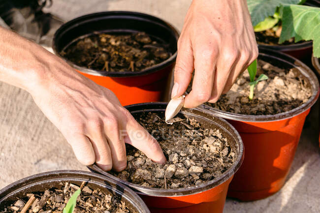 Cultivez un jardinier mâle anonyme plantant des semis dans des pots avec un sol fertile tout en travaillant dans un jardin ensoleillé — Photo de stock