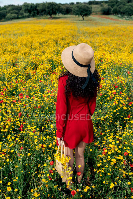 From above back view anonymous trendy female in red sundress, hat and handbag standing on blossoming field with yellow and red flowers on warm summer day — Stock Photo