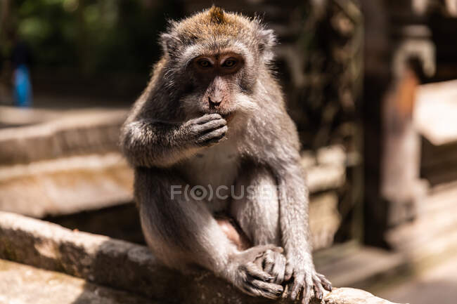 Mono divertido lindo comiendo fruta y sentado en valla de piedra mirando a la cámara en la selva tropical soleada en Indonesia - foto de stock