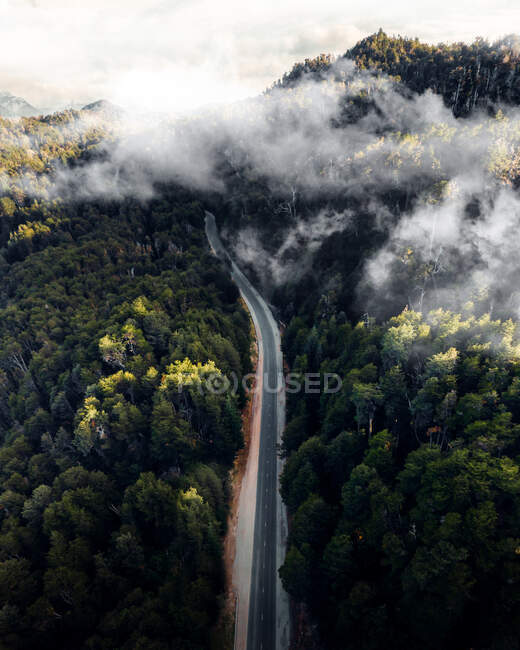 Верхний вид с воздуха на асфальтовую дорогу в окружении зеленых хвойных деревьев леса — стоковое фото