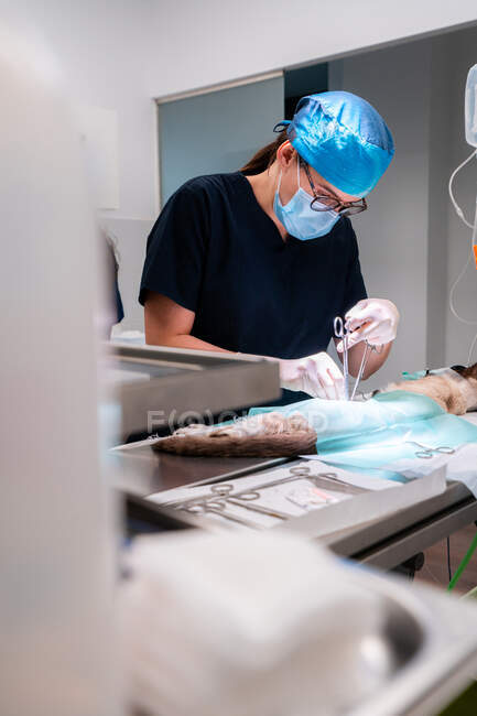 Veterinário feminino em máscara e óculos usando tesoura médica enquanto operava paciente felino na mesa do hospital — Fotografia de Stock