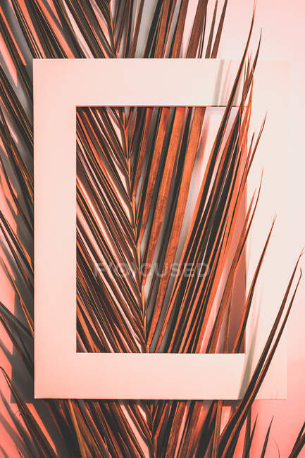 Leerer weißer Rahmen, der an hell gefärbten rosa exotischen Pflanzen im Tageslicht hängt — Stockfoto