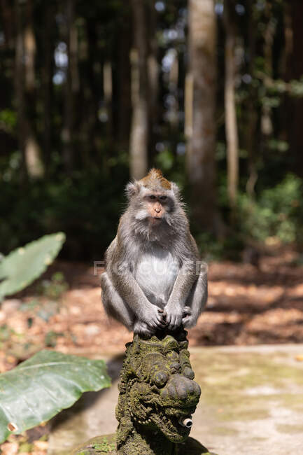 Carino scimmia seduta su statua muschiata nella foresta esotica scimmia a Bali Indonesia nella giornata di sole — Foto stock