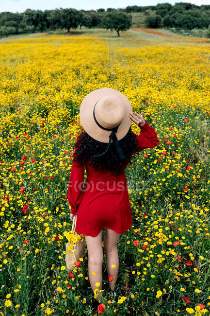 Vue de dos femelle anonyme à la mode en robe de soleil rouge et sac à main debout sur un champ fleuri avec des fleurs jaunes et rouges et un chapeau touchant lors d'une chaude journée d'été — Photo de stock
