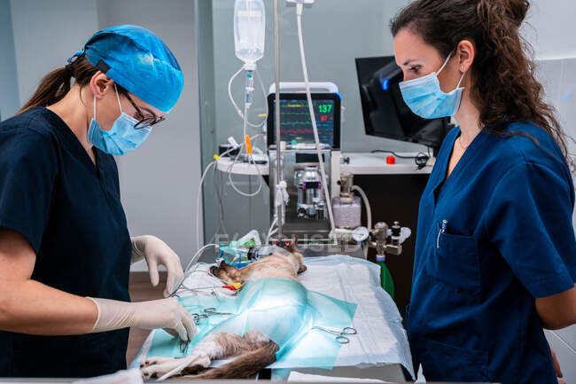 Vista laterale del veterinario con collega in uniforme in piedi al tavolo medico con gatto e attrezzi durante l'intervento chirurgico — Foto stock