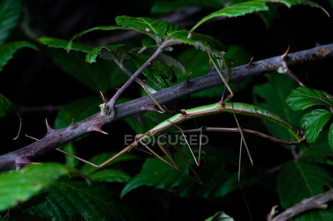 Copulación de la pareja de insectos palo Bacillus rossius en el arbusto espinoso durante la noche — Stock Photo