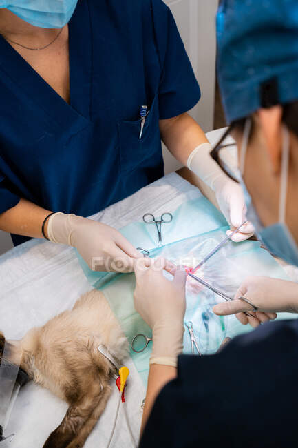 Crop unrecognizable female vet with coworker in uniform standing at medical table with cat and tools during surgery — Stock Photo