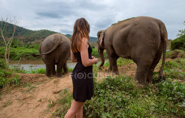 Side view of anonymous female traveler against elephants drinking water from pond and ridges under cloudy sky in Thailand — Stock Photo