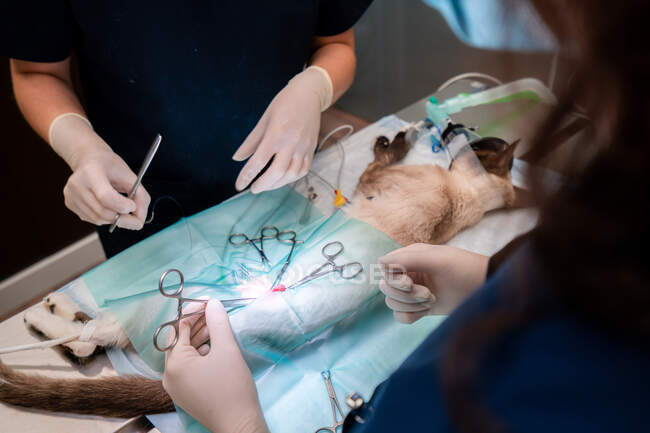 Coltivazione veterinario femminile irriconoscibile con collega in uniforme in piedi al tavolo medico con gatto e attrezzi durante l'intervento chirurgico — Foto stock
