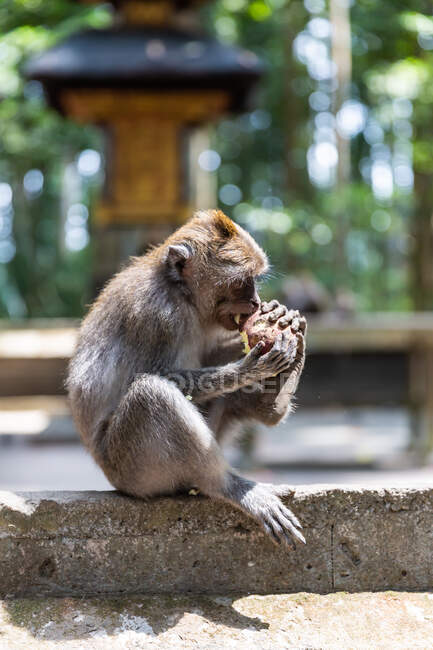 Cute funny monkey eating fruit and sitting on stone fence in sunny tropical jungle in Indonesia — Stock Photo