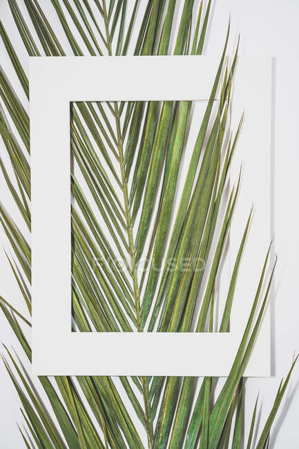 Montatura bianca vuota appesa a piante esotiche verdi tinte vivaci alla luce del giorno — Foto stock